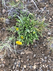 Tetraneuris torreyana