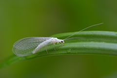Chrysopidia ciliata
