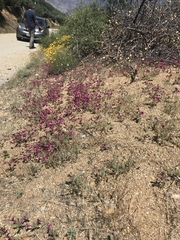 Diplacus constrictus