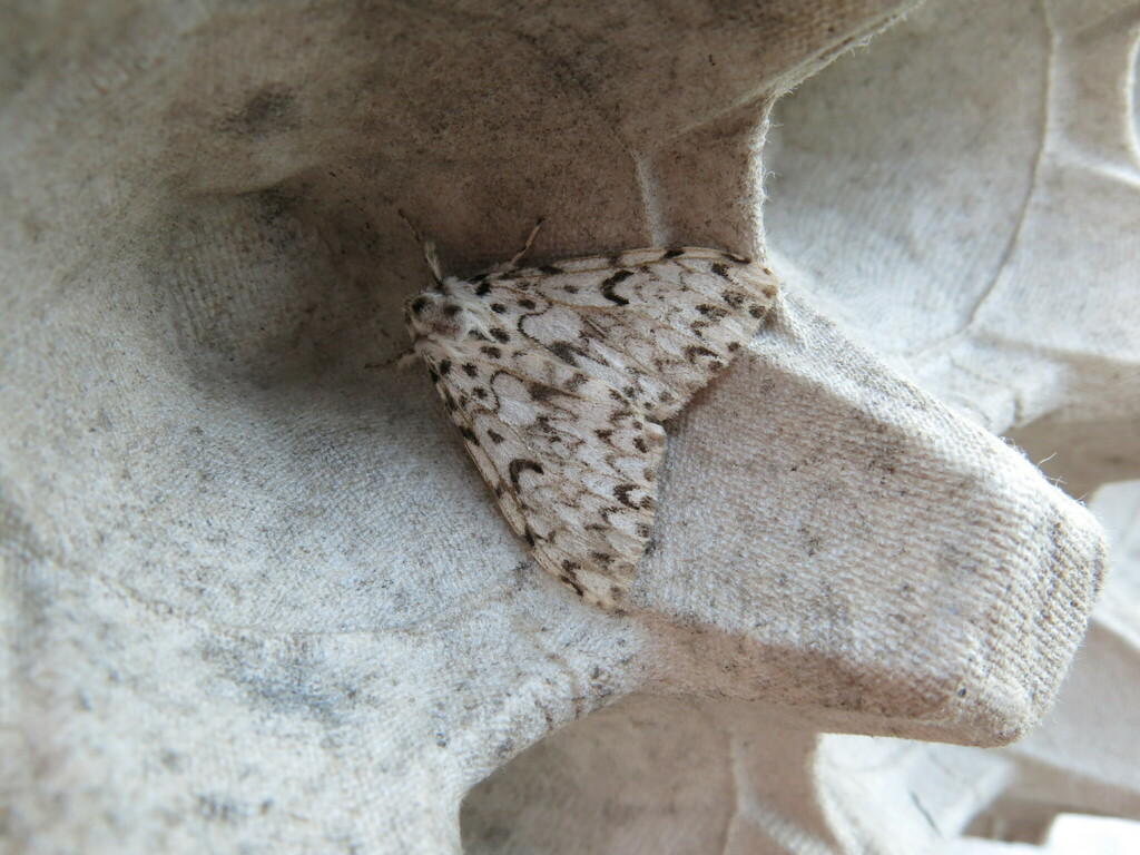 Black Arches from Cornwall, UK on August 16, 2024 at 06:38 AM by Chris ...