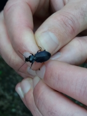 Carabus deyrolei