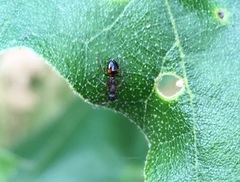 Dolichoderus plagiatus