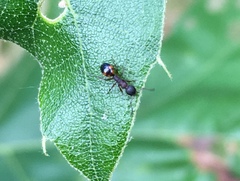 Dolichoderus plagiatus