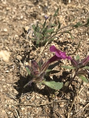 Diplacus constrictus