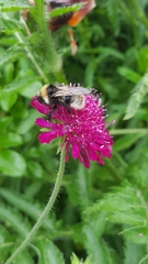 Bombus