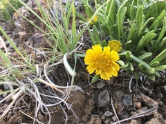 Tetraneuris torreyana