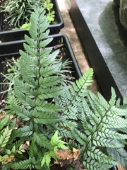 Polystichum luctuosum