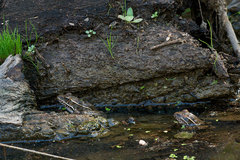Lithobates yavapaiensis