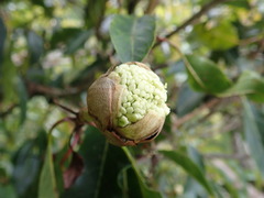 Hydrangea integrifolia