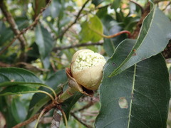 Hydrangea integrifolia