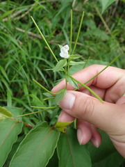Epilobium amurense