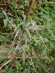 Epilobium amurense