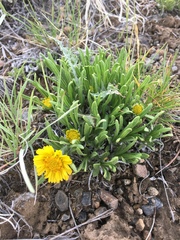 Tetraneuris torreyana