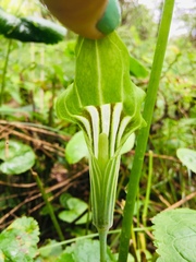 Arisaema stewardsonii