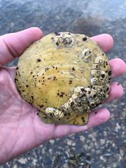 Placopecten magellanicus