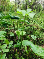 Arisaema stewardsonii
