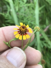 Helenium microcephalum