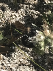 Xylocopa californica diamesa