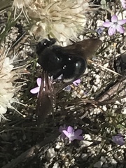 Xylocopa californica diamesa