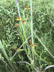Helenium microcephalum