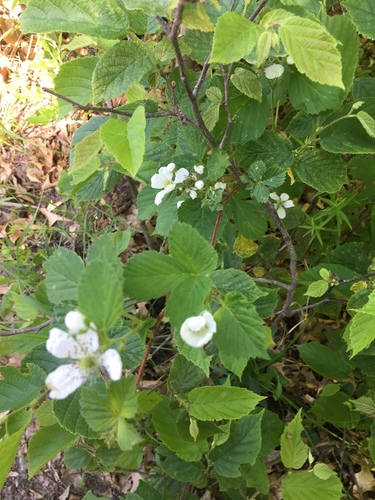 photo of Brambles (Rubus)