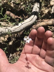 Lithophragma heterophyllum