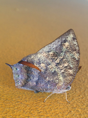 Fountainea eurypyle confusa