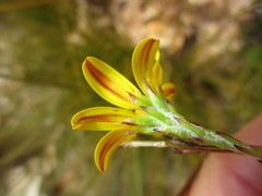 Osteospermum asperulum