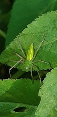 Peucetia formosensis