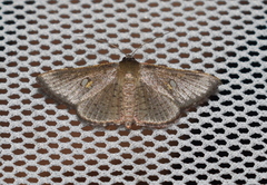 Banisia