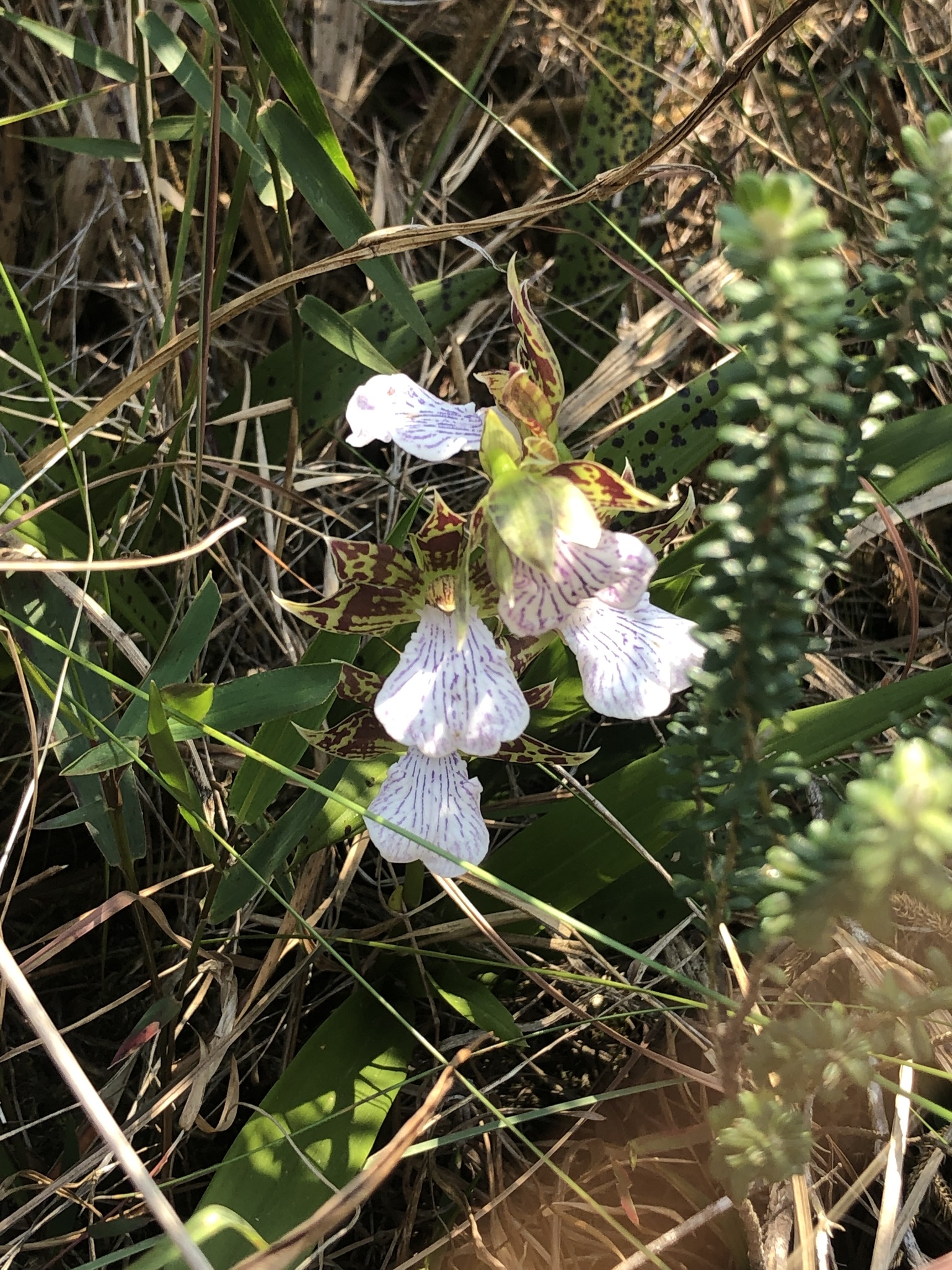 Imagem de Orquídea