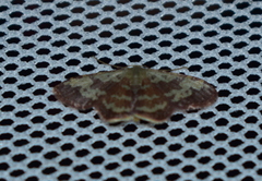 Idaea vacillata