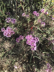 Clarkia speciosa
