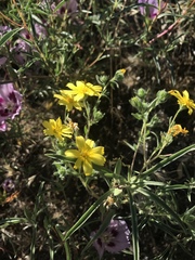 Deinandra pallida