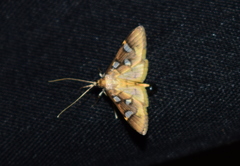 Cotachena pubescens