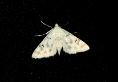 Parapoynx stagnalis