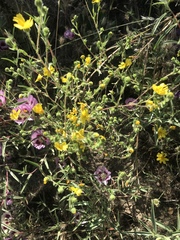 Deinandra pallida