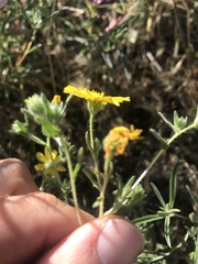 Deinandra pallida