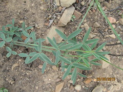 Indigofera complanata