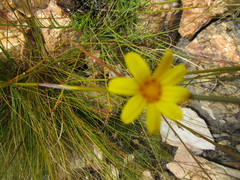Osteospermum asperulum