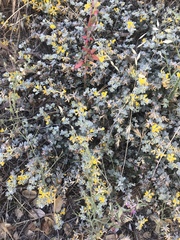 Acmispon argophyllus