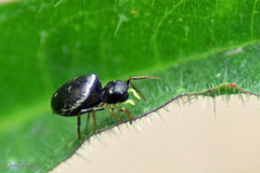 Heliophanus flavipes