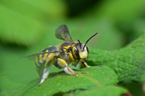 Florentine Woolcarder Bee, photo 5 of 8