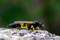 Sceliphron destillatorium