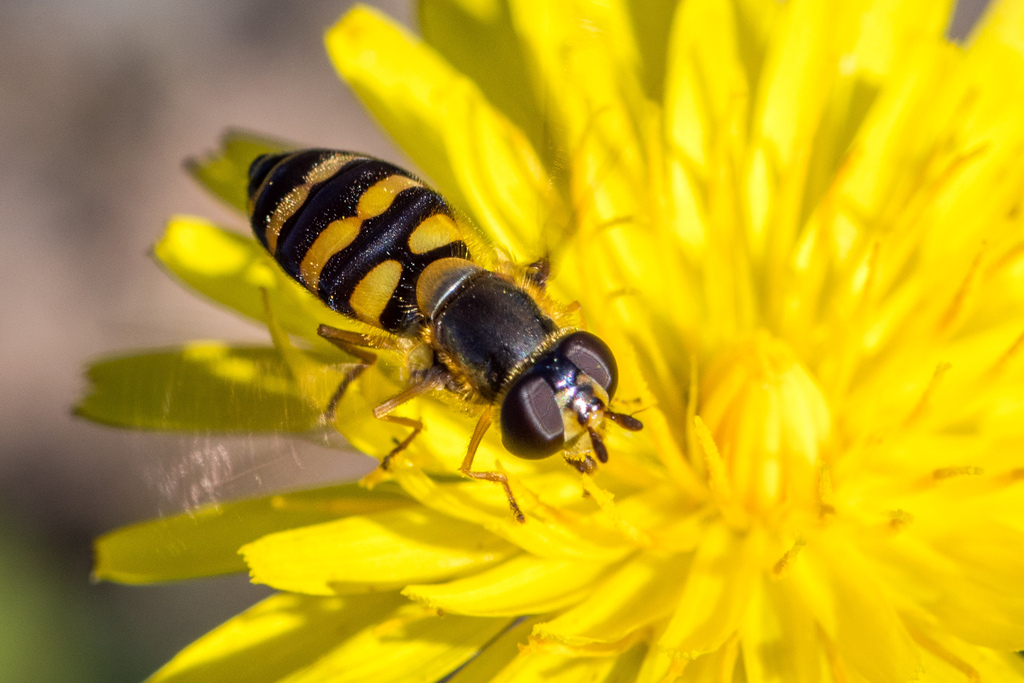 Eupeodes nitens