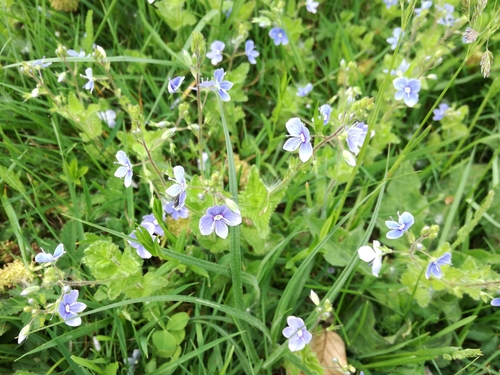 Dvorednodlakava čestoslavica (Veronica chamaedrys)