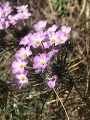 Leptosiphon montanus