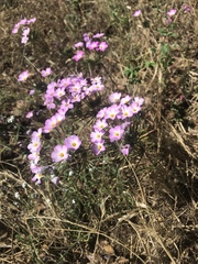 Leptosiphon montanus