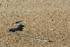 Salvadora hexalepis hexalepis