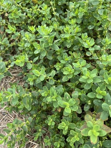 Polygonum achoreum S.F.Blake